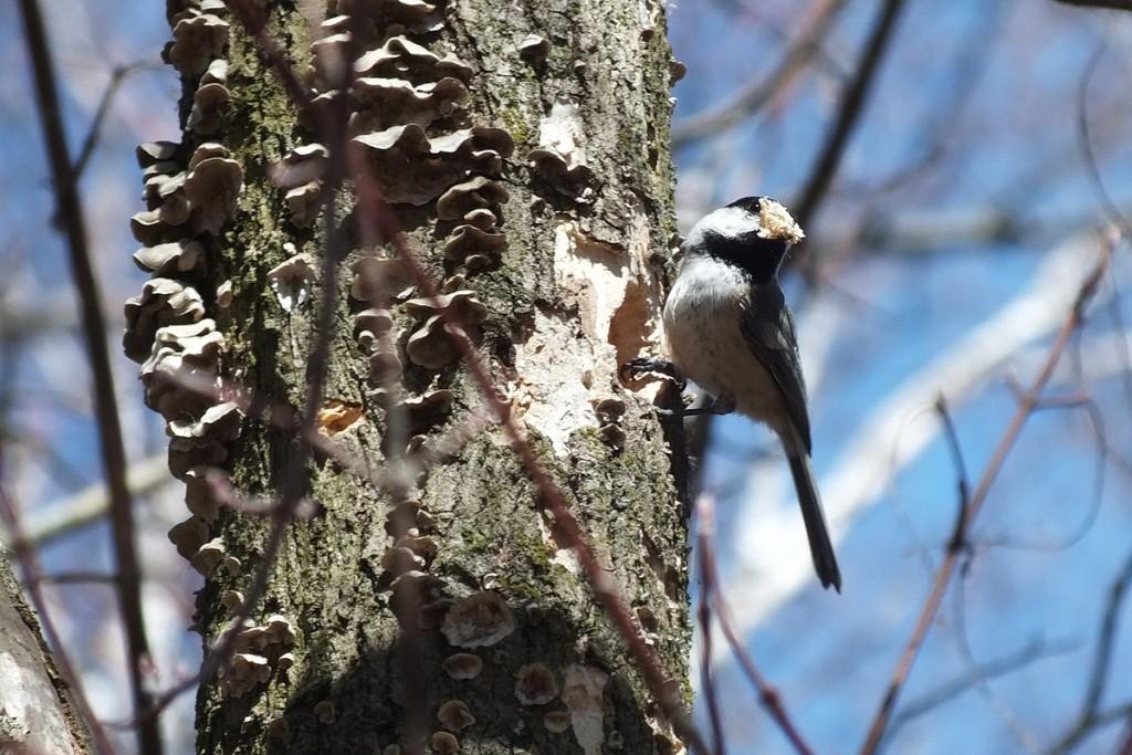Black-capped chickadee with peak full of woodchips - thicksons woods