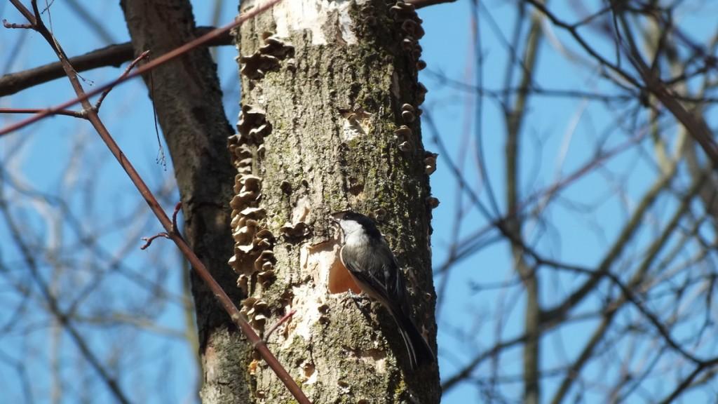 Black-capped chickadee sits on tree beside excated hole - thicksons woods