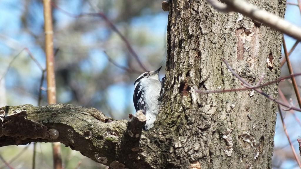downy woodpecker checks out black-capped chickadee tree - thickson woods