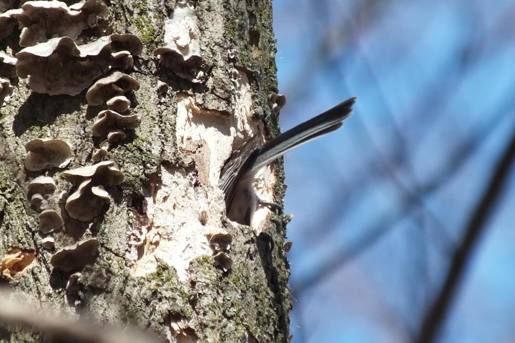 Black-capped chickadee excavating deep in hole - thicksons woods