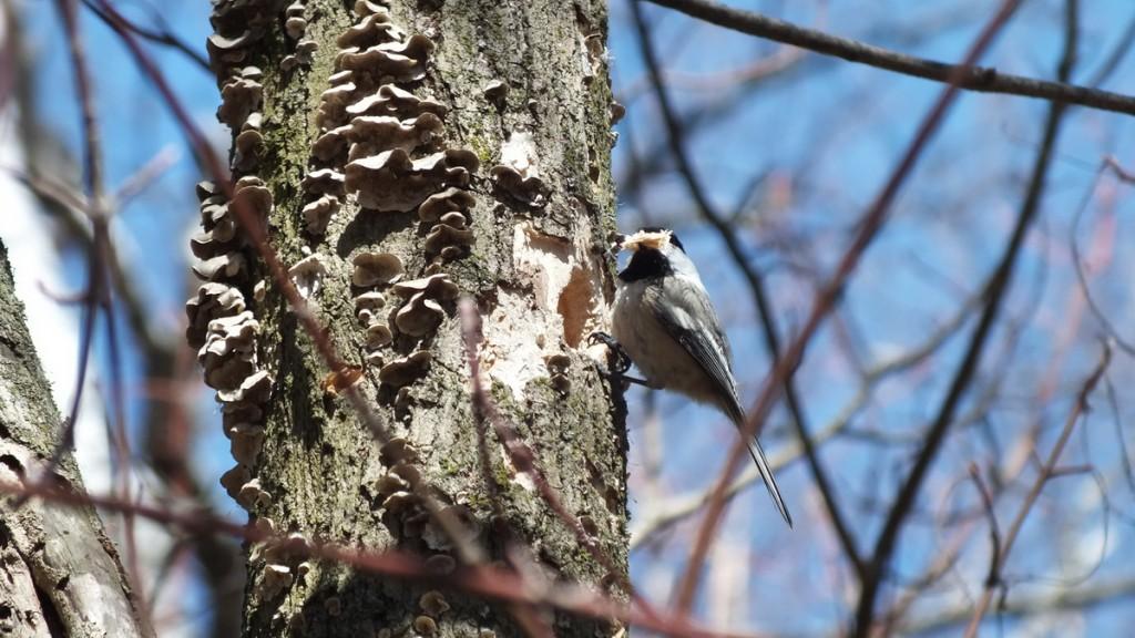 Black-capped chickadee with full peak of woodchips - thicksons woods