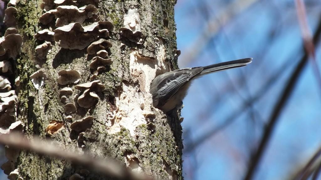 Black-capped chickadee begins to excavates hole - thicksons woods