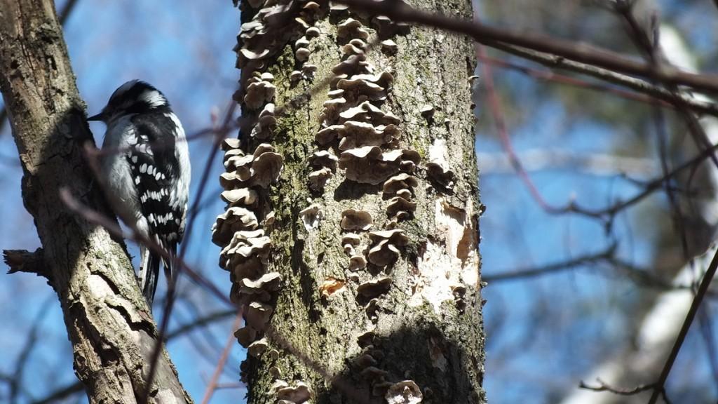 downy woodpecker sits on tree near black-capped chickadee tree - thickson woods