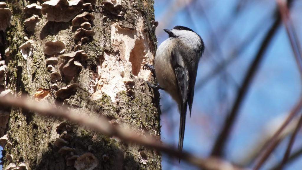 Black-capped chickadee sits on tree beside roosting holes - thicksons woods