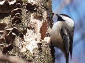 Black-Capped Chickadees Excavate Nest Thickson’s Woods