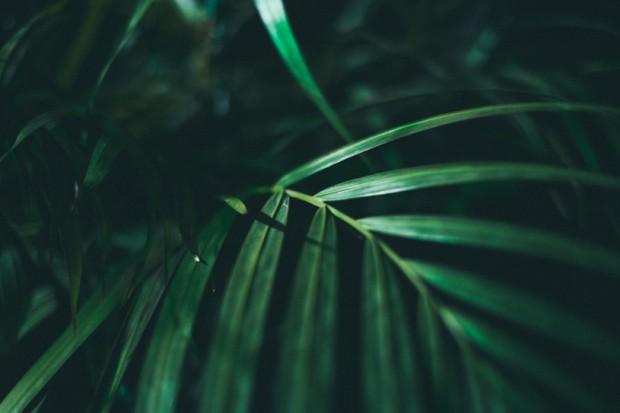 francescone 004 620x413 BELLE MARE AND FRANCES CONE FILLED PIANOS ON FRIDAY NIGHT [PHOTOS]