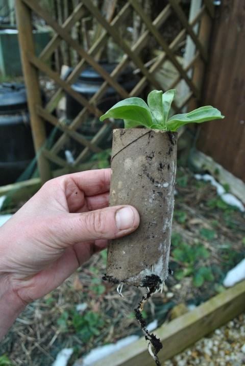 Broad beans in toilet rolls Bunyard's Exhibition