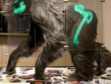 Lucy Knuckle Walker? Answers Genesis EvoAnth
