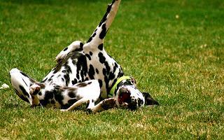 April is National Pet Month