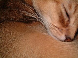 April is National Pet Month