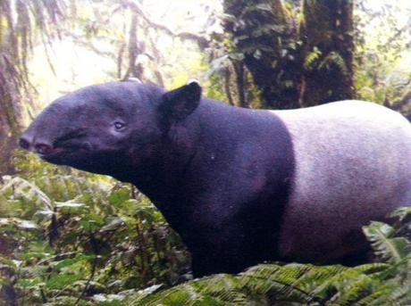 Taipir at Gondwanaland at Leipzig Zoo in Germany