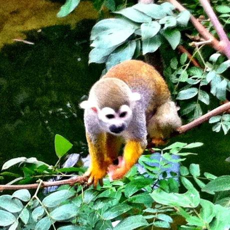 Squirrel monkey at Leipzig Zoo in Germany