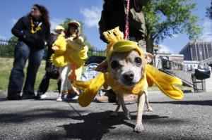 A dog dressed up on Duckling Day 2010
