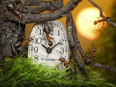 The Secret Life Of Ants Series picturecontent-pid-38dda