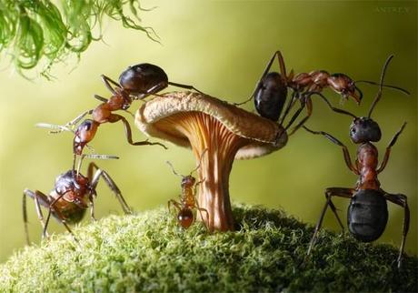 The Secret Life Of Ants Series picturecontent-pid-41cc7