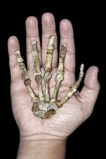 Australopithecus sediba: human by accident?