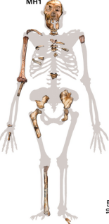 MH1; one of the Australopithecus sediba skeletons found