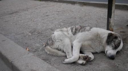 stray dog sleeping bucharest