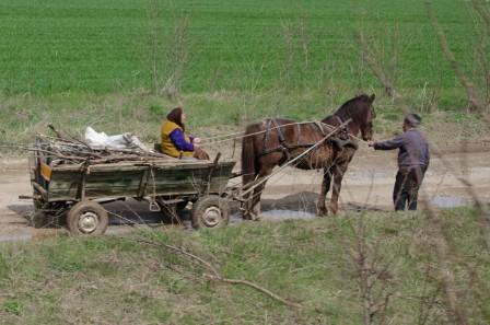 romanian horse and cart