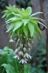 Eucomis bicolor flower (16/07/2011, London)