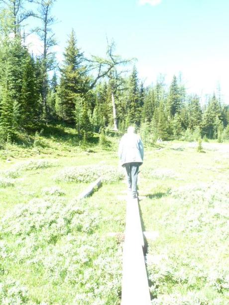  Sunshine Meadows trail