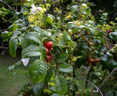 Highdown Gardens, Worthing – Revisted August 2011