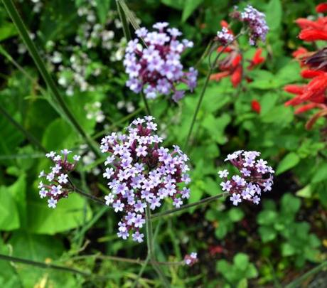 Highdown Gardens, Worthing – Revisted August 2011