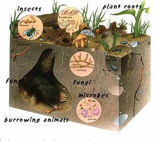 Beginner's Guide to Worm Composting-Begin with a Pet Worm