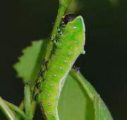 Puss Moth