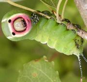 Puss Moth Puss Moth