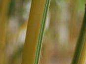 Plant Week: Phyllostachys Aureosulcata ‘Spectabilis’
