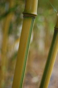 Phyllostachys aureosulcata 'Spectabilis' stem (10/07/2011, London)