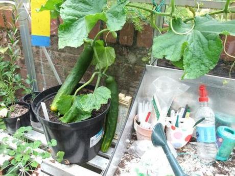 At last Cucumbers