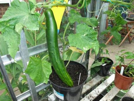 At last Cucumbers