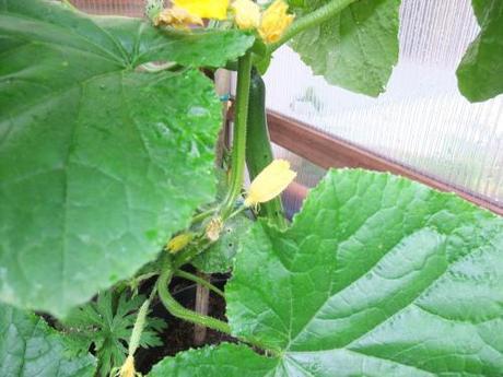 At last Cucumbers