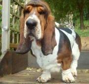 Basset Hound