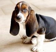 Basset Hound