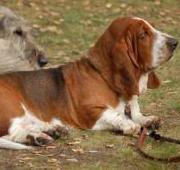 Basset Hound