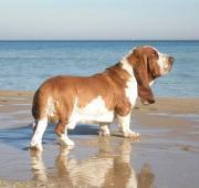 Basset Hound