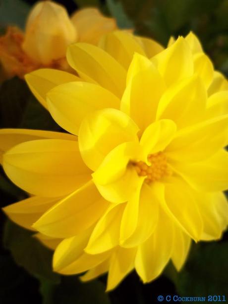 Close up, yellow, flower, Front door,