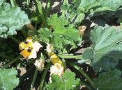 Sneak Some Zucchini Onto Your Neighbors' Porch