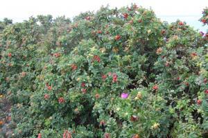 Rosa rugosa hedge (17/07/2011, Margate)