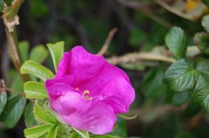 Rosa rugosa flower (17/07/2011, Margate)