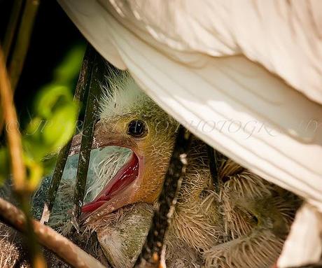 PHOTOGRAPHS FOR A MAGNIFICENT MONDAY: A MOTHER AND CHILD REUNION