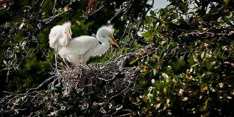 PHOTOGRAPHS FOR A MAGNIFICENT MONDAY: A MOTHER AND CHILD REUNION