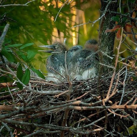 PHOTOGRAPHS FOR A MAGNIFICENT MONDAY: A MOTHER AND CHILD REUNION