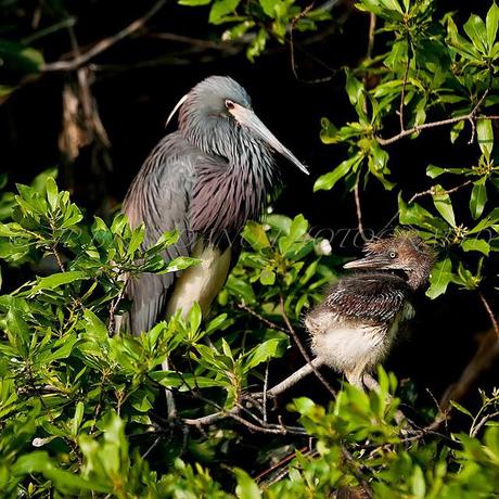 PHOTOGRAPHS FOR A MAGNIFICENT MONDAY: A MOTHER AND CHILD REUNION