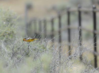 The Carrizo Plain:  A Glimpse of California's Past