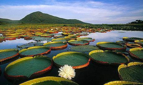 10 Most Beautiful Swamps On Earth
