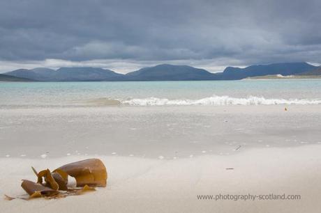 Photo -  seaweed on Horgabost beach on Harris, Outer Hebrides, Scotland